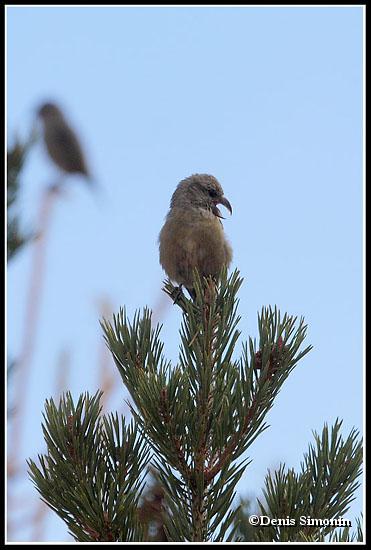 Bec croisé des sapins femelle